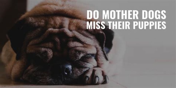 Do dogs miss their moms?