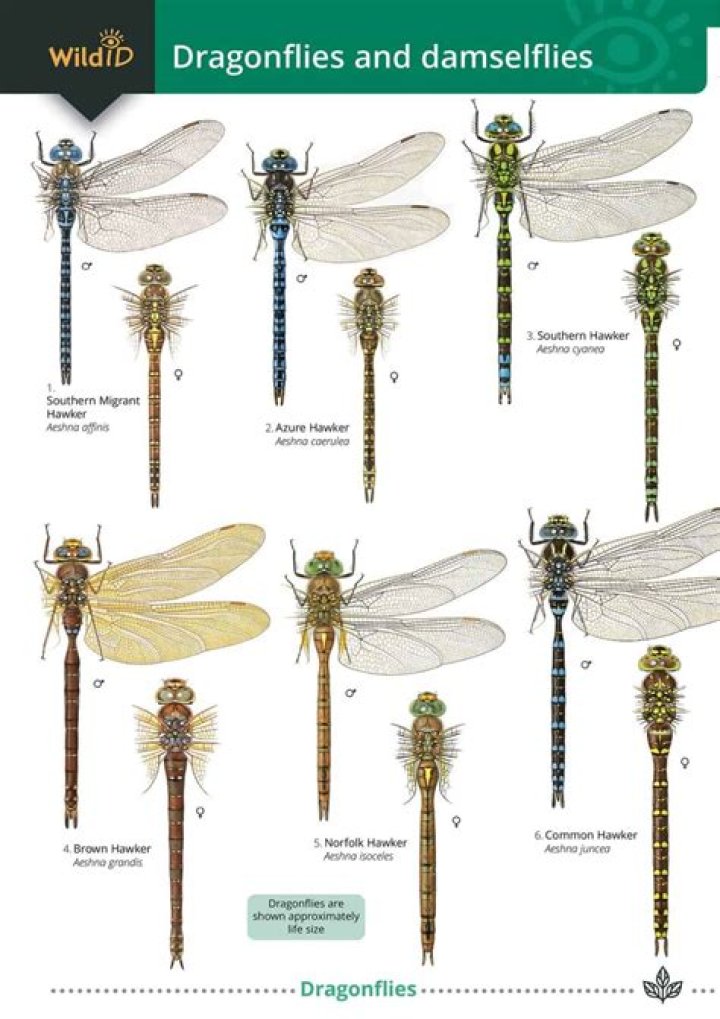 Do dragonflies have 8 eyes?