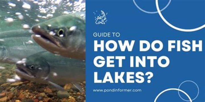 Do fish get attached to their owners?