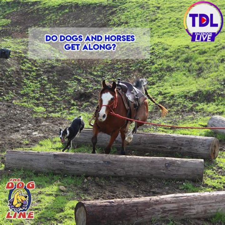 Do horses and dogs get along?