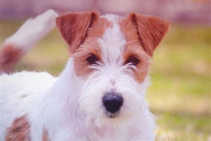 Do Jack Russell Terriers shed?