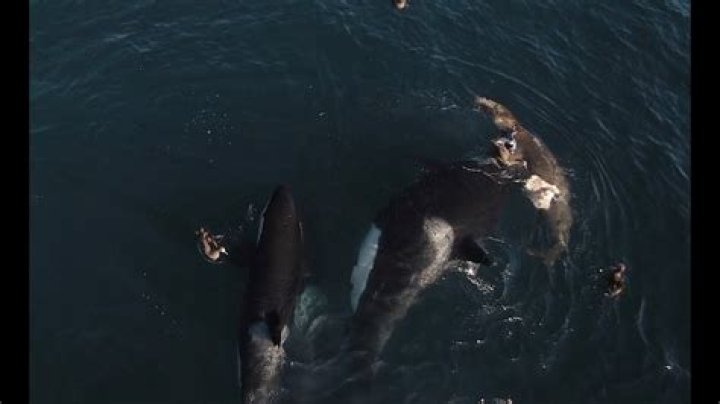 Do killer whales eat elephant seals?