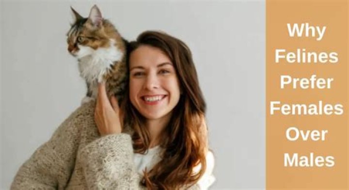 Do male cats prefer male owners?