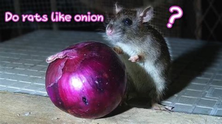 Do Onions get rid of rats?