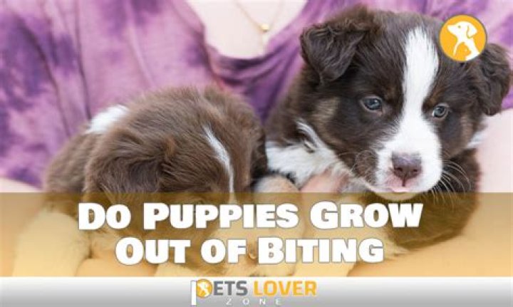 Do puppies grow out of biting?