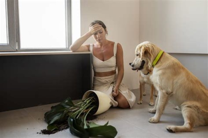 Do puppies understand no?