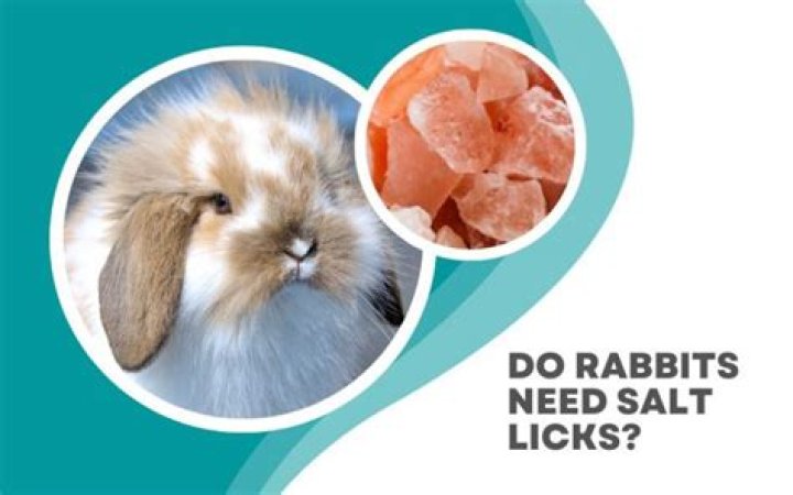 Do rabbits need salt licks?