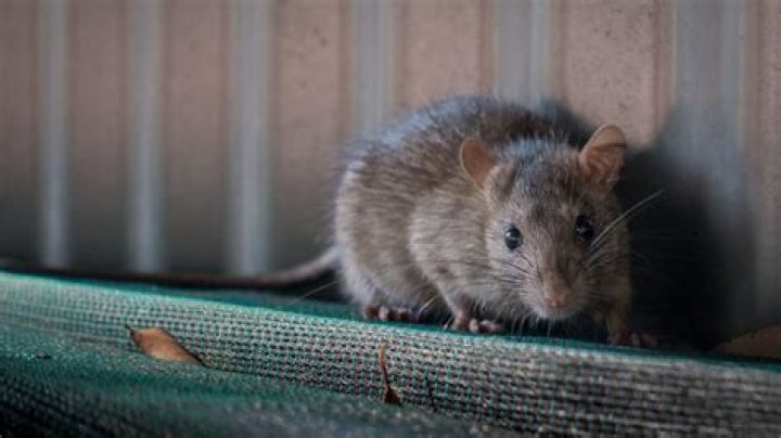 Do rats go where dogs are?