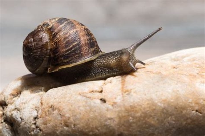 Do snails get lonely?
