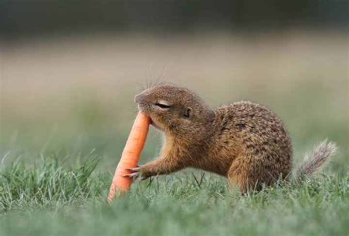 Do squirrels eat carrots?
