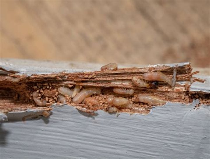Do termites eat Hardie board?