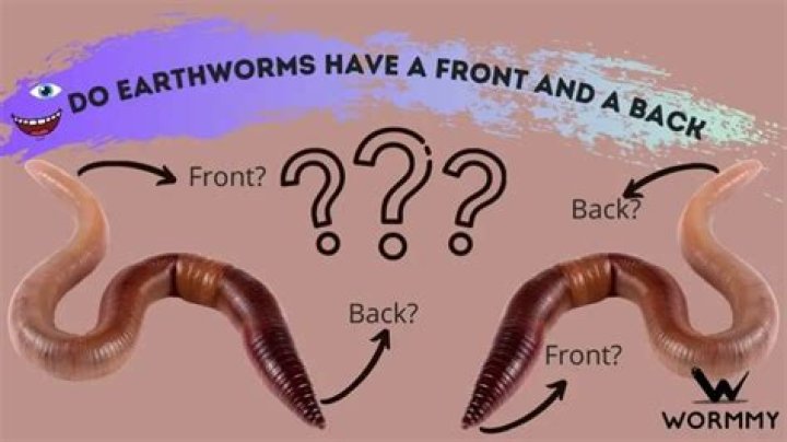 Do worms have teeth?