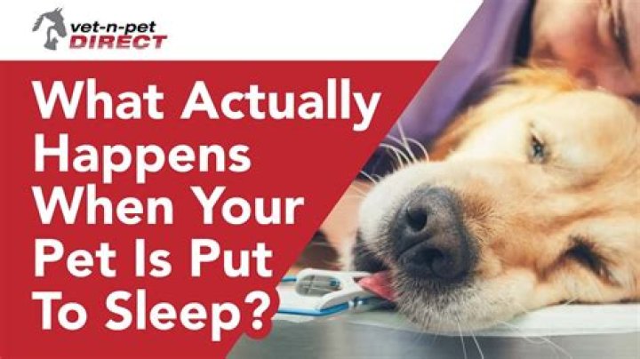 Does a dog know when he is being put to sleep?