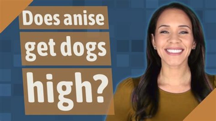 Does anise get dogs high?