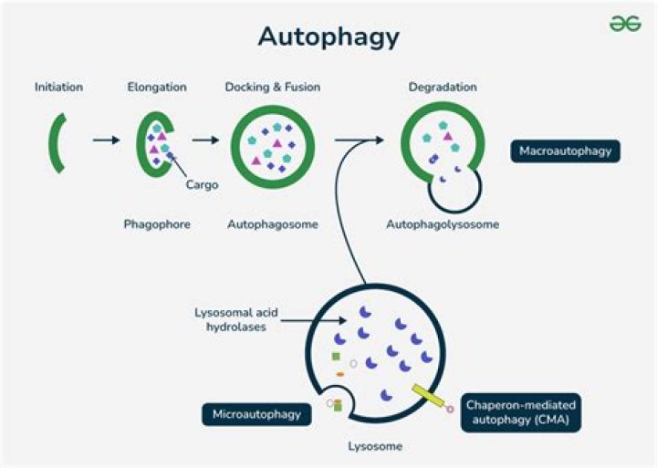 Does autophagy reduce inflammation?