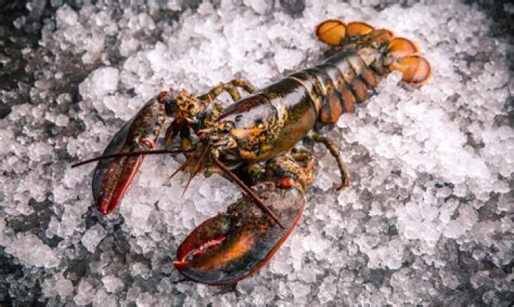 Does Canadian lobster taste like Maine lobster?