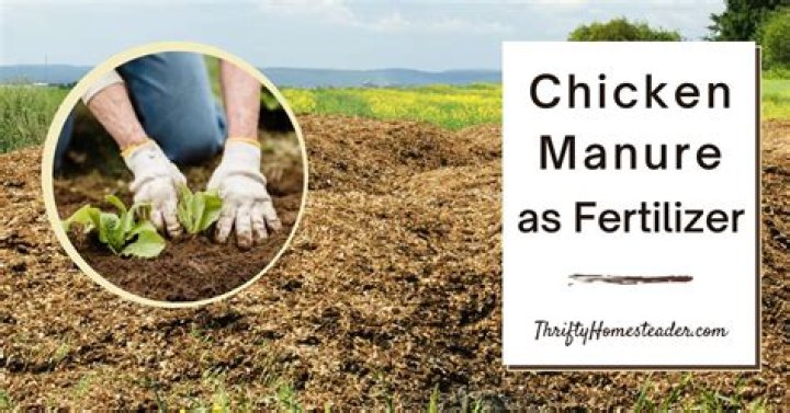 Does chicken poop make good fertilizer?