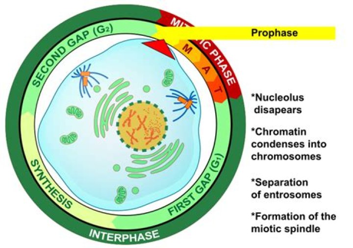 Does DNA replicate before prophase 1?