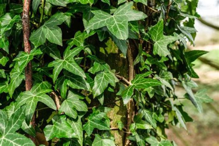 Does ivy make good ground cover?