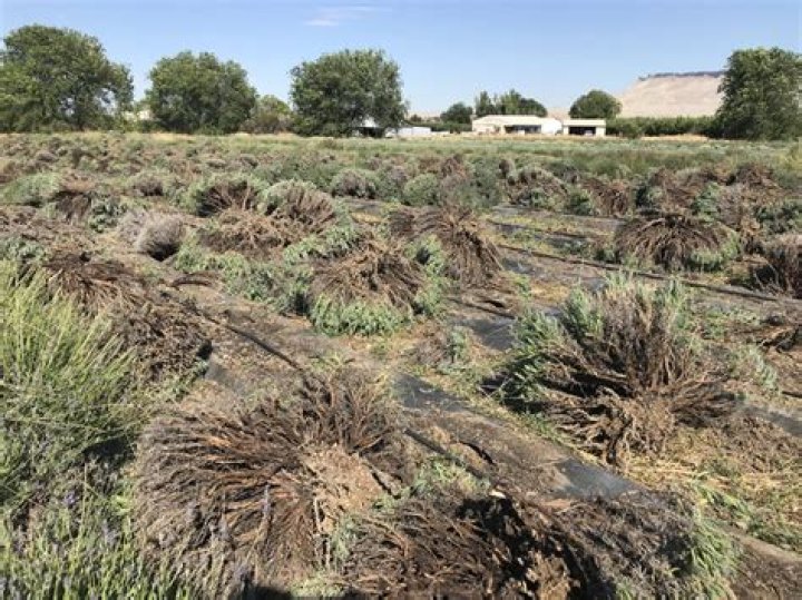 Does lavender go dormant?