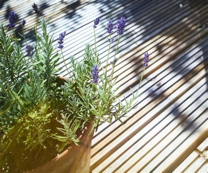 Does lavender grow well in pots?
