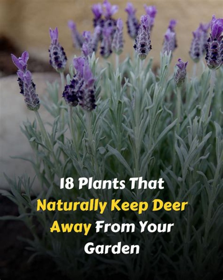 Does lavender keep deer away?