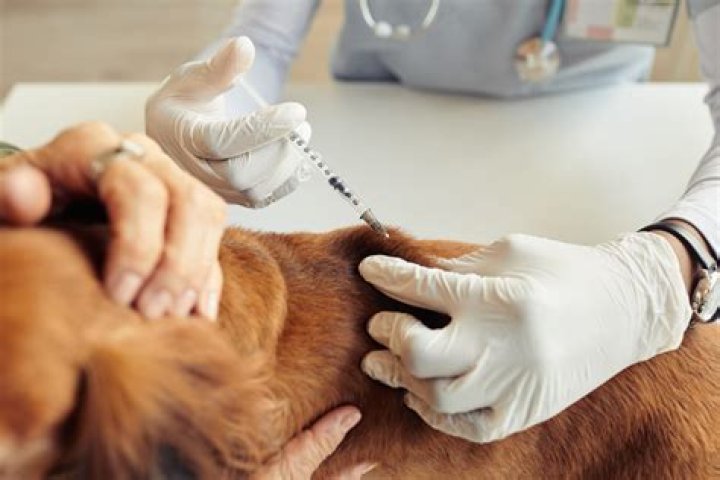 Does my dog really need a leptospirosis vaccine?