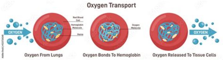 Does sun have oxygen?