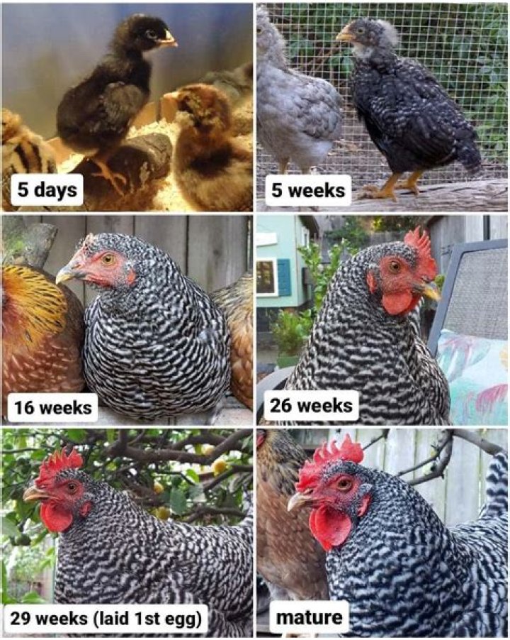 Does the hen or rooster determine breed?