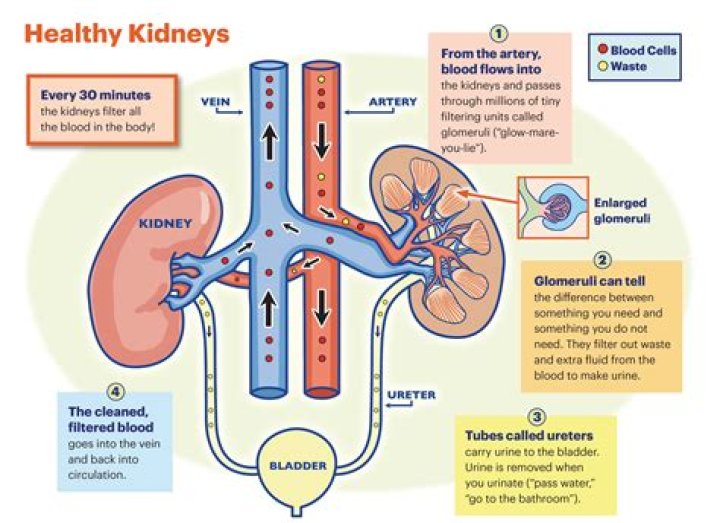 Does walking help kidney function?
