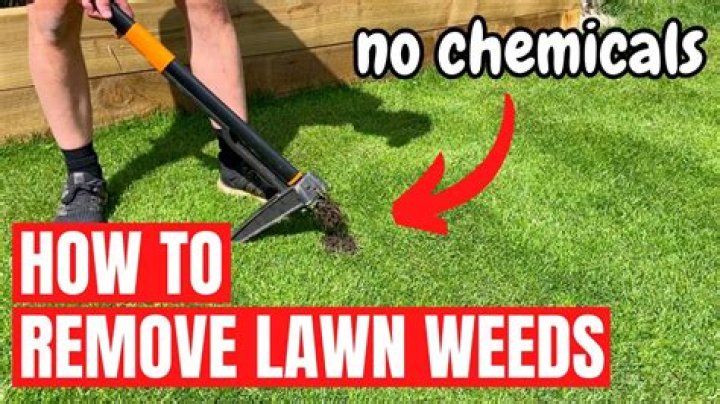 How can I fix my lawn full of weeds without chemicals?