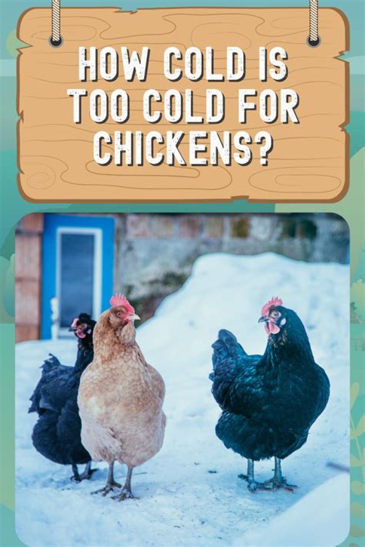 How cold is too cold for a chicken?