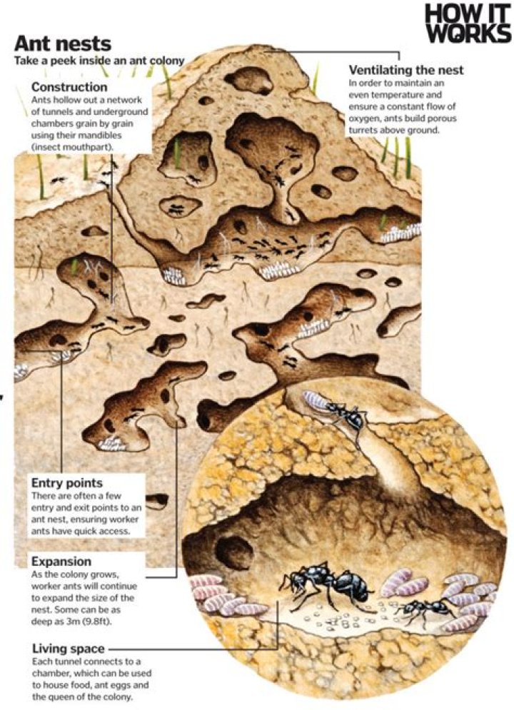 How deep do ant nests go?