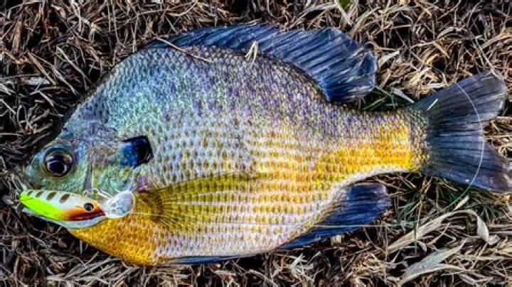 How deep do you fish for bluegill?