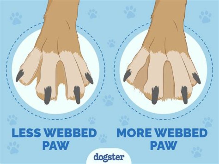 How dirty are dogs paws?