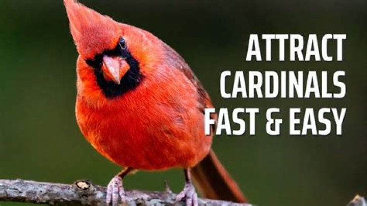 How do I attract cardinals to my yard?