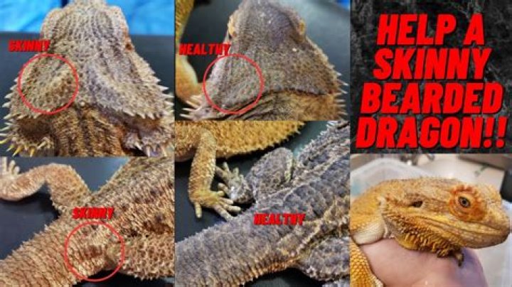 How do I discipline my bearded dragon?