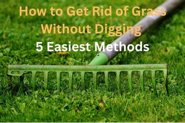 How do I get rid of grass without digging?