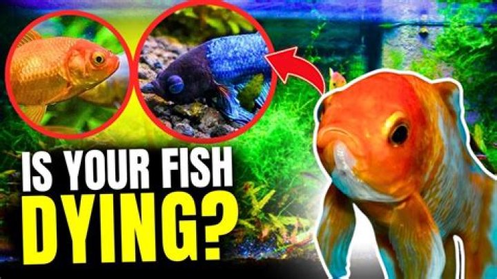 How do I know if my fish is dying?