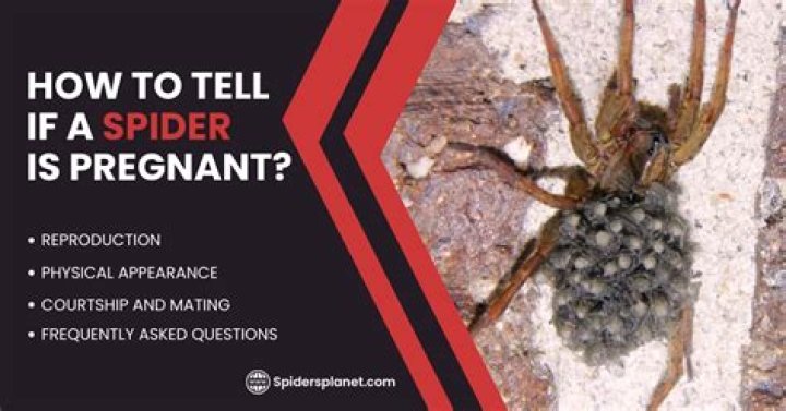 How do spiders get pregnant?