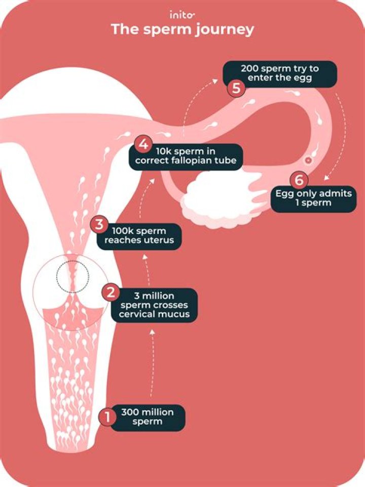 How do you ensure sperm enters the cervix?