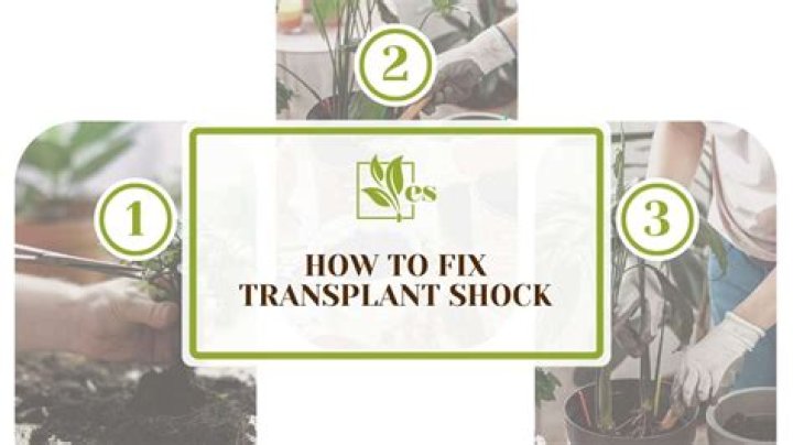 How do you fix a transplant shock?