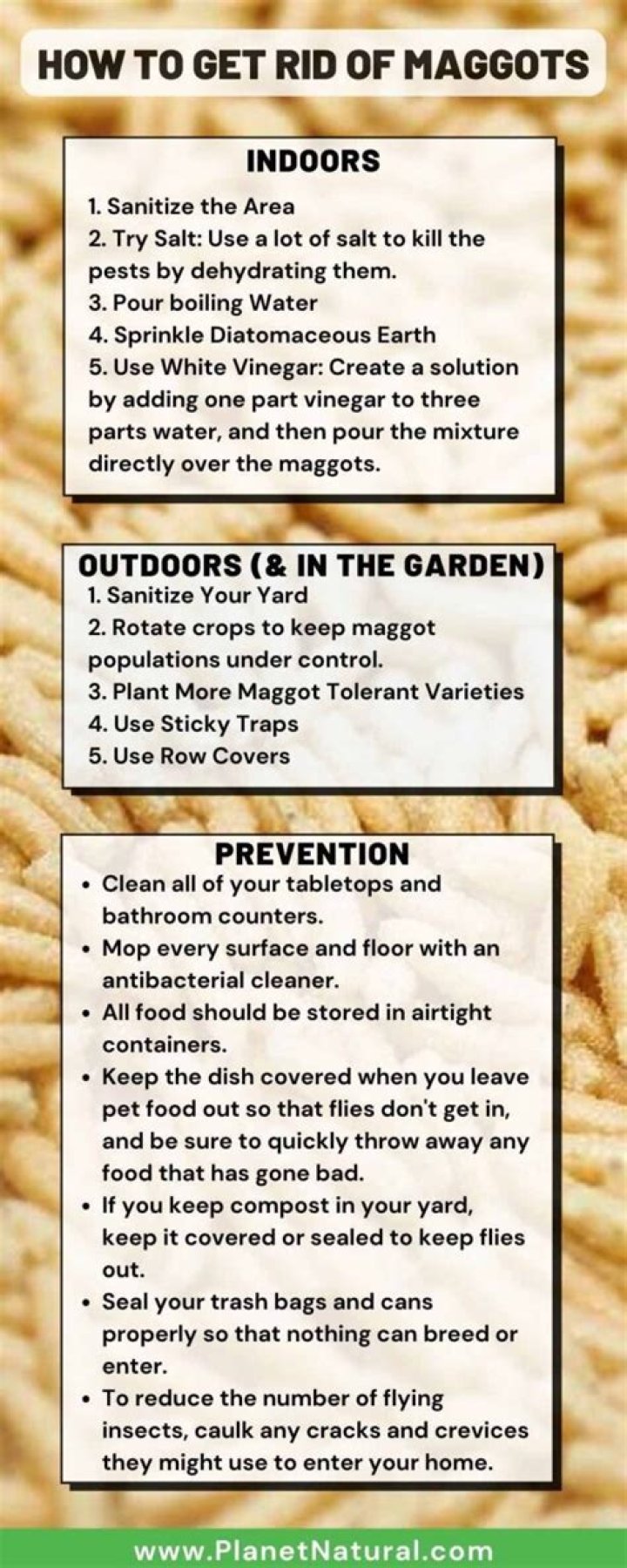 How do you get rid of maggots in rice?