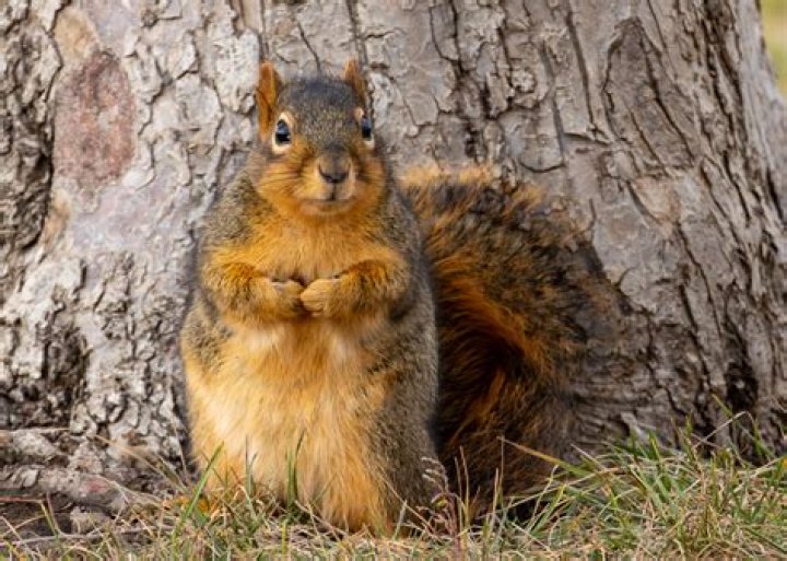 How do you know if a squirrel is in your walls?