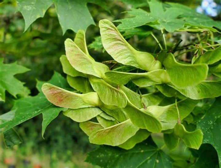 How do you plant a Norway maple seed?