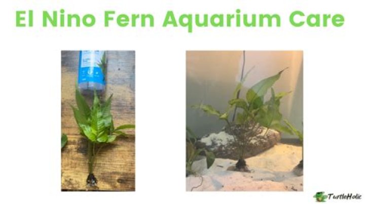 How do you plant an El Nino fern?