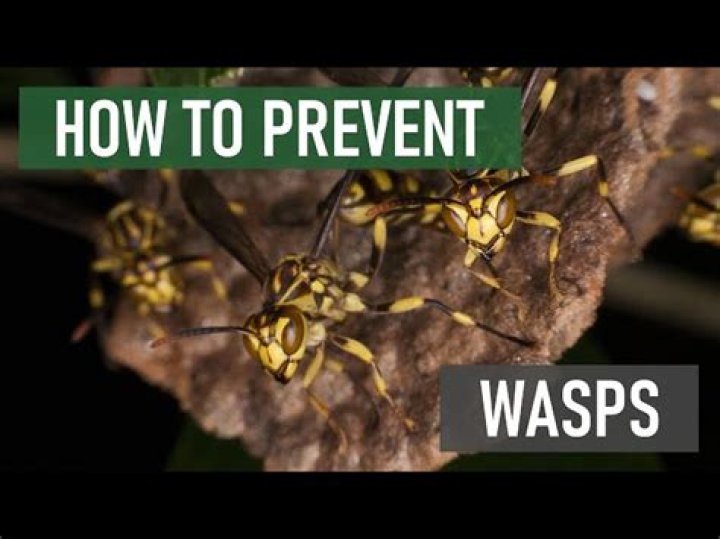 How do you prevent wasps from coming back?