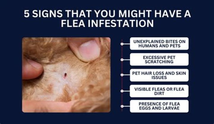 How does a house get fleas?