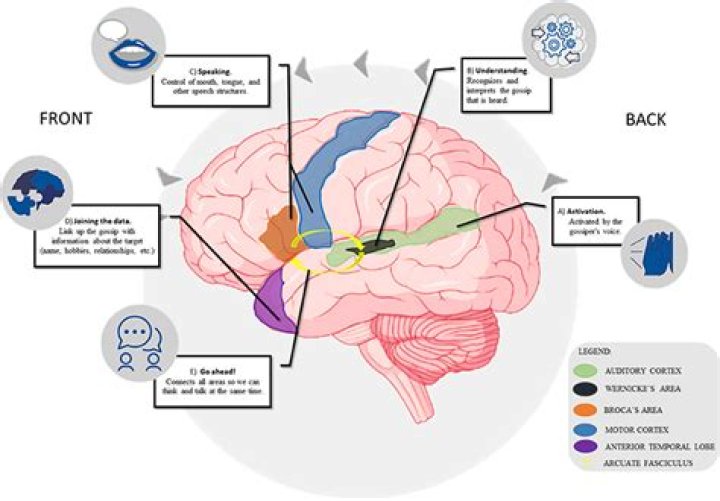 How does the brain know its pain?