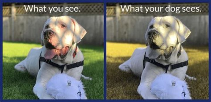 How Far Can dogs see?